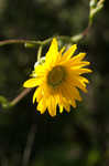 Prairie rosinweed